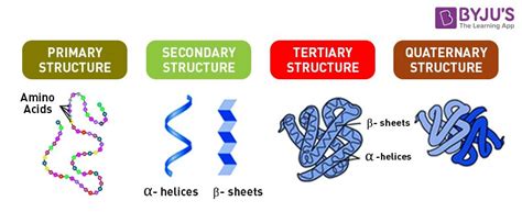 Tertiary Structure Of Protein Solved Part A The Tertiary Structure