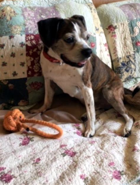 Safe Kingdom Pet Sitting