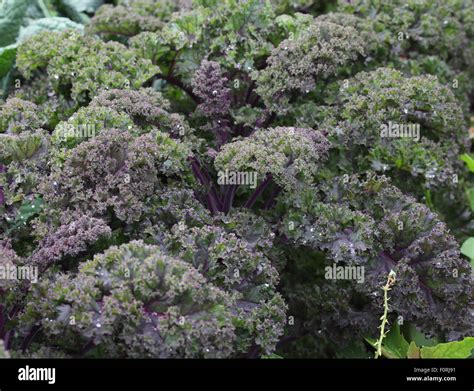Brassica Oleracea Redbor Kale Close Up Of Plant Stock Photo Alamy
