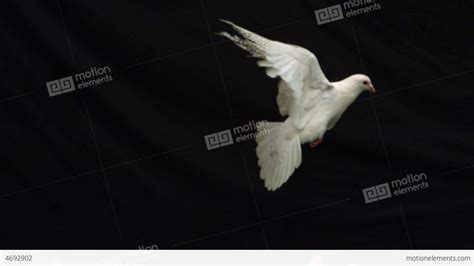 Hands Releasing A White Dove Of Peace On Black Bac Stock video footage ...