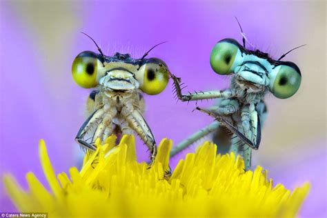 Bugs Eyes Close Up Photographs Show Amazing Detail Of How They See The