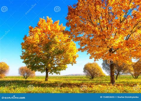 Vibrant Color Autumn Nature Beautiful Sunny Autumn Landscape Scenic