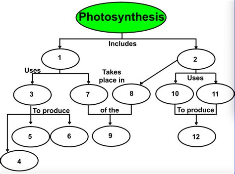 Photosynthesis Flow Chart Diagram Quizlet