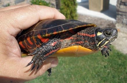 With easily attainable habitat requirements, you get to spend more time enjoying them than caring for them. How To Take Care Of A Painted Turtle As A Pet