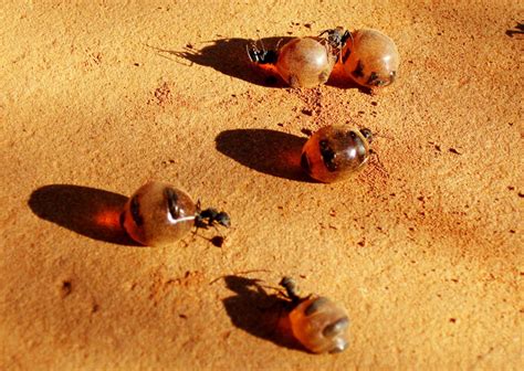 The Lava Lamp Honeypot Ants