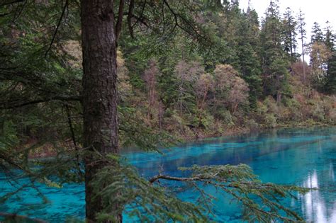 Free Stock Photo Of Cyan Blue Lake Fringed With Trees Photoeverywhere