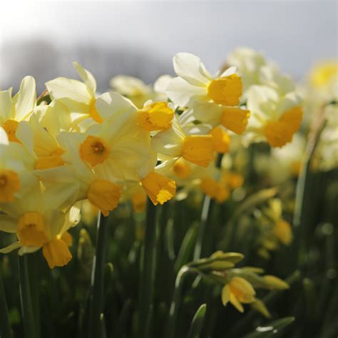 Narcissus Spring Sunshine - Floret Flower Farm