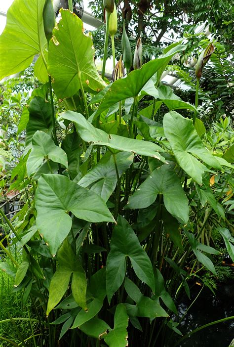 Lasimorpha Senegalensis Plant Leaves Plants Leaves