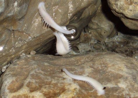10 Otherworldly Subterranean Creatures Listverse