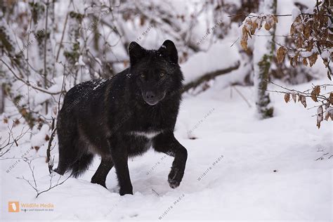 Timberwolf Canis Lupus Lycaon Bild Bestellen Naturbilder Bei Wildlife
