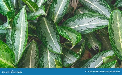 Beautiful Leaves Of Aglaonema Emerald Bay Stock Photo Image Of