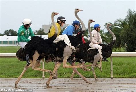Lets Go To The Ostrich Races Tops The Morning Links Ostriches