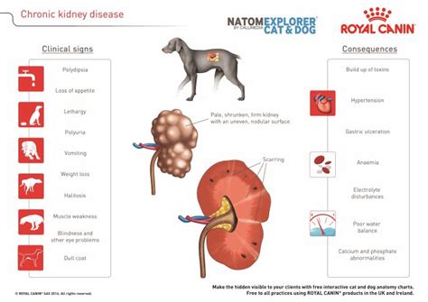 Sodium restriction has been recommended as a method to combat hypertension associated with ckd. Table Food For Dogs With Kidney Failure | Brokeasshome.com