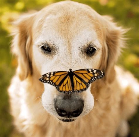 Gentle Golden Retriever On Instagram Loves Butterflies And Chicks