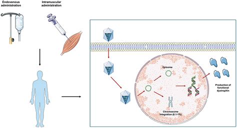 Frontiers Adeno Associated Virus Aav Mediated Gene Therapy For