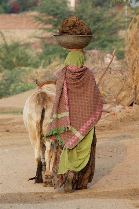 Woman With Cow Carrying Manure Photograph By Ndp Fine Art America