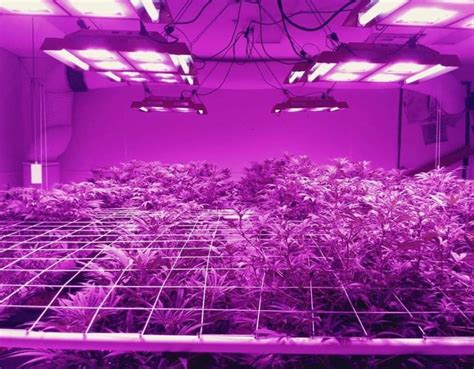 We did not find results for: LED Grow Lights: An Introduction to Tailored Plant ...