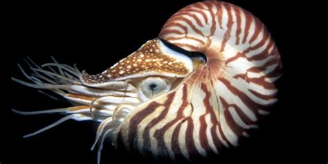 Chambered Nautilus Octolab Tv