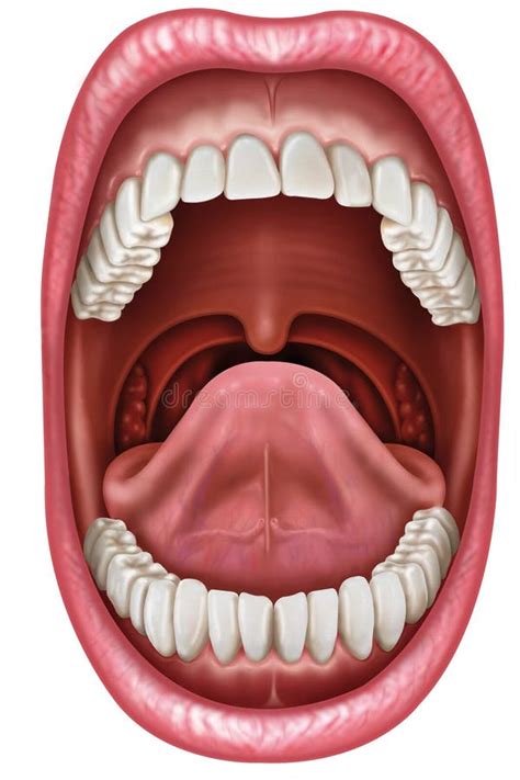 Structure Of Oral Cavity Human Mouth Anatomy Stock Ve