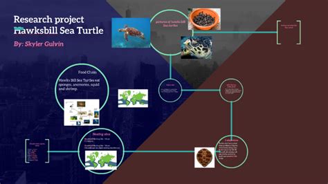 Research Project Hawksbill Sea Turtle By Skyler Gulvin On Prezi
