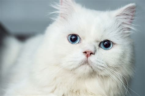 4 Things To Know About Cats With Blue Eyes Catster