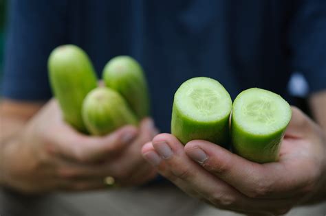 How To Grow Cucumbers Bbc Gardeners World Magazine