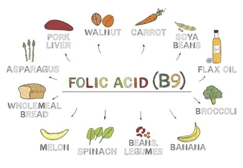 Folic Acid Foods List