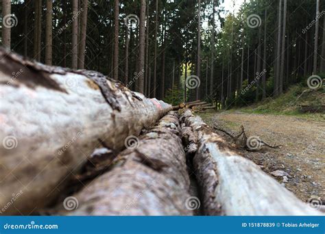 Timber In The Forest Background Stock Image Image Of Tree Forest