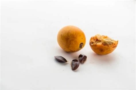 five health benefits of agbalumo african star apple newslodge latest news in nigeria