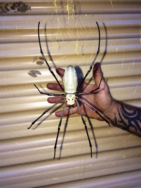 Huge Bird Eating Spider Named Martha In Australia
