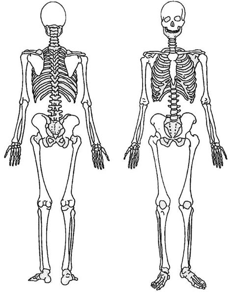 Human body of a man with muscles and skeleton picturesby vitanovski6/422. Back and Front of a Skeleton Coloring Page | Enfermagem ...