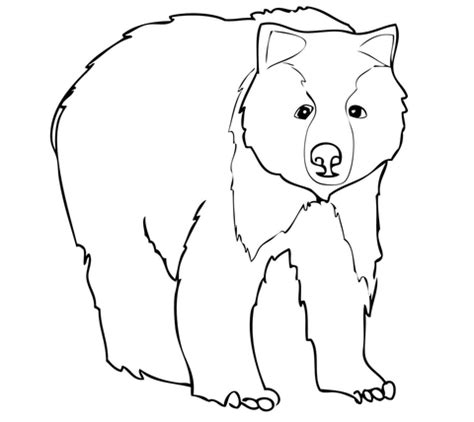 young grizzly bear coloring page supercoloringcom