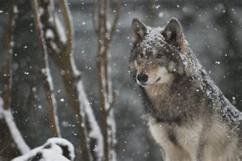 Wolf In Snowstorm Hd Wallpaper Background Image 2400x1607 Id