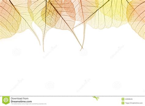 Border Of Autumn Color Leaves Isilated On White Stock