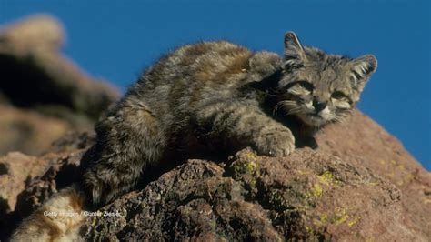 Little Mountain Kitty Rules The Andes Dnews Daily Bite Animal Planet