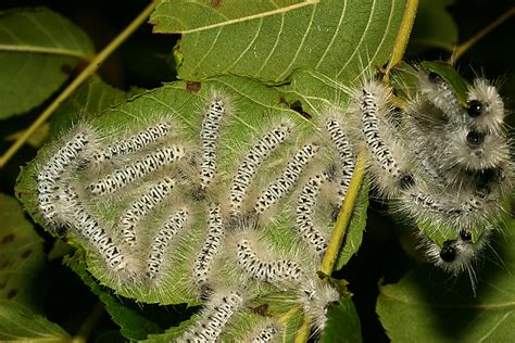 Also know, are orange caterpillars poisonous? Careful! This caterpillar is poisonous, so don't touch