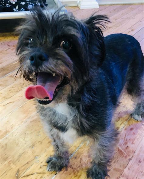 Hounds Town Dumbo - Home