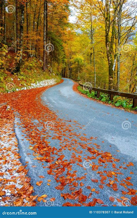 Winding Forest Road In Beautiful Autumn Colors Near Bohinj Lake Stock