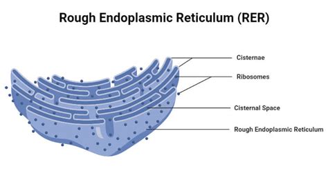 Rough Endoplasmic Reticulum Rer Definition Structure Functions