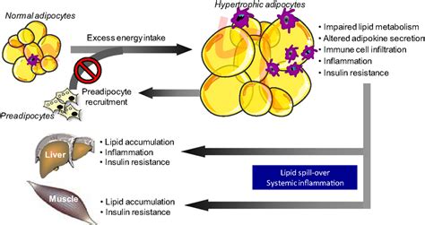 Frontiers Adipose Tissue Dysfunction And Impaired Metabolic Health In
