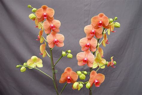 Phal 514 Phalaenopsis Orchid Orchids Orchid Arrangements