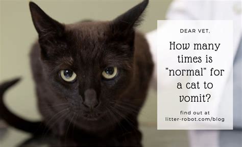 Cats can vomit for a multitude of reasons and what they vomit can be just as varied. A Vet's Pet Peeve: Cat Vomiting Isn't Normal | Cats, Cat ...