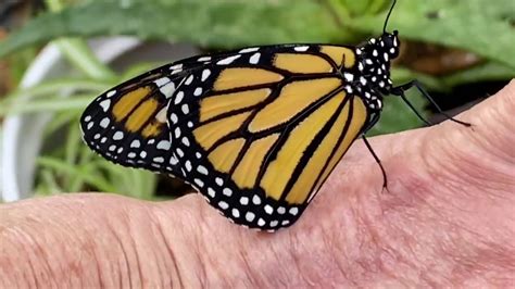 Monarch Butterfly Release Youtube