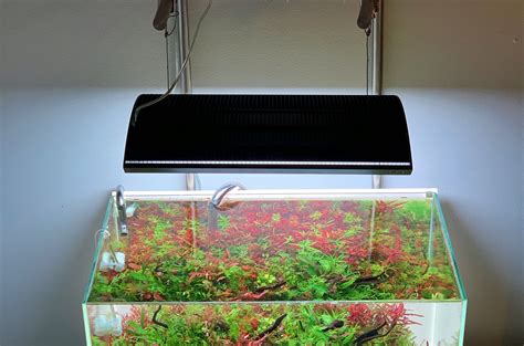 Lighting Requirements For A Planted Aquarium — Buce Plant