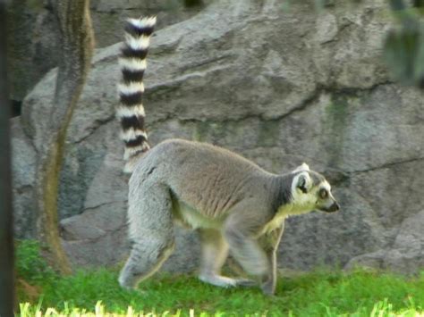 Free Picture Lemur Motion