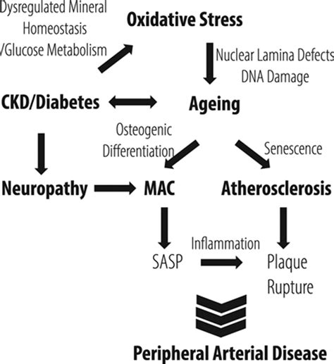 Medial Arterial Calcification Arteriosclerosis Thrombosis And