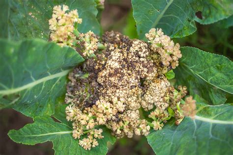 How To Identify And Treat Common Cauliflower Diseases Gardener S Path