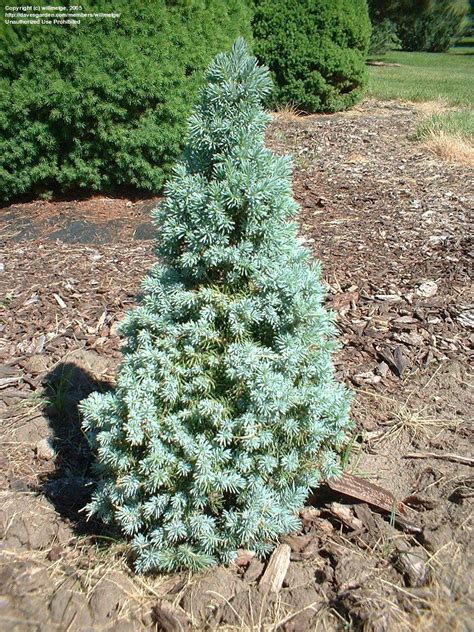'conifers montgomery blue spruce 31842'. PlantFiles Pictures: Sander's Blue Dwarf Alberta Spruce ...