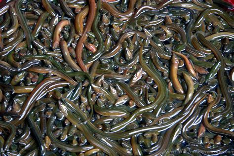 Squirming Eels At Chinese Market Mira Terra Images Travel Photography