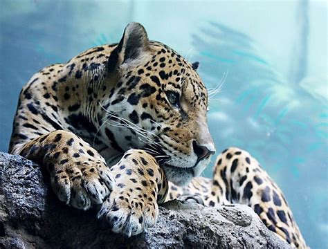 Cool Animal Wallpaper Cool Backgrounds Of Animals Wallpaper Cave